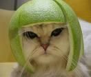 o matza la moda poze funny! ..;))